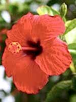 aikido, morehei ueshiba, yamada istanbul, türkiye, aikido geçmişi, dojo kurallar, disiplin, sözlük, terimler, çocuk eğitimi, kartal, pendik, ataşehir, göktürk, etiler, halis duran, istanbul, çocuk gel