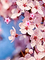 aikido, morehei ueshiba, yamada istanbul, türkiye, aikido geçmişi, dojo kurallar, disiplin, sözlük, terimler, çocuk eğitimi, kartal, pendik, ataşehir, göktürk, etiler, halis duran, istanbul, çocuk gel