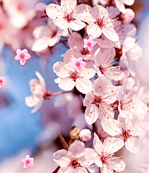 aikido, japon kiraz çiceği, sakura, tokyo, baharda açan çicek, halis duran, etiler, avrupa yakası, anadolu yakası, kartal, bostancı, cadde